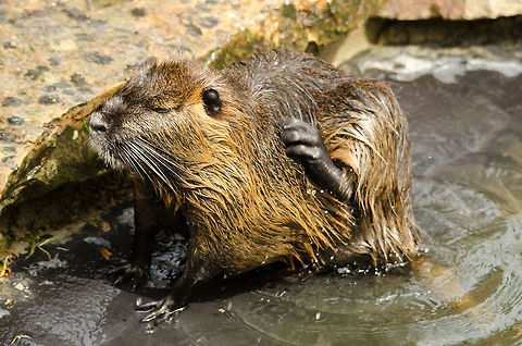 Coypu (River Rat) scratching A River Rat in the Antwerp zoo is scratching itself on a sunny day. They are easily confused with beavers, yet taxonomically they are different, and are the only species in the myocastoridae family. Antwerpen,Coypu or Nutria,Myocastor coypus