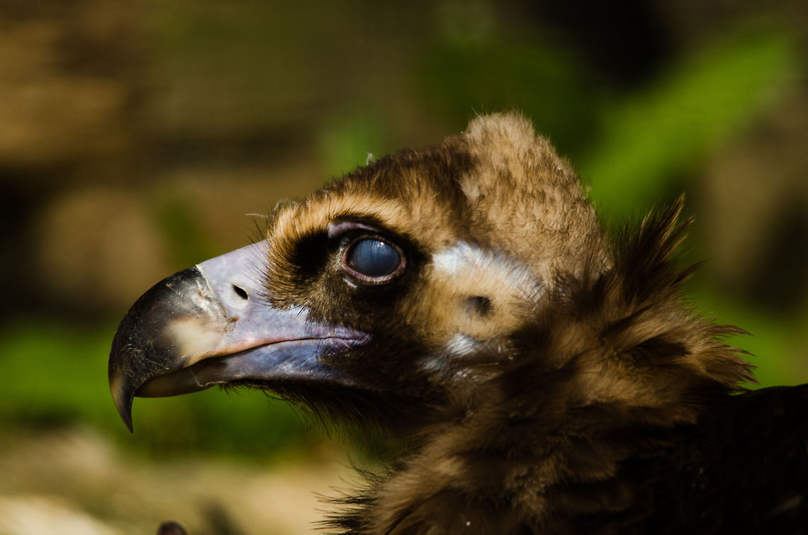 Black Vulture at Antwerp zoo This likely is a female, as it seems to be nesting. It caught it exactly in the moment where it was blinking. Aegypius monachus,Antwerpen,Cinereous Vulture