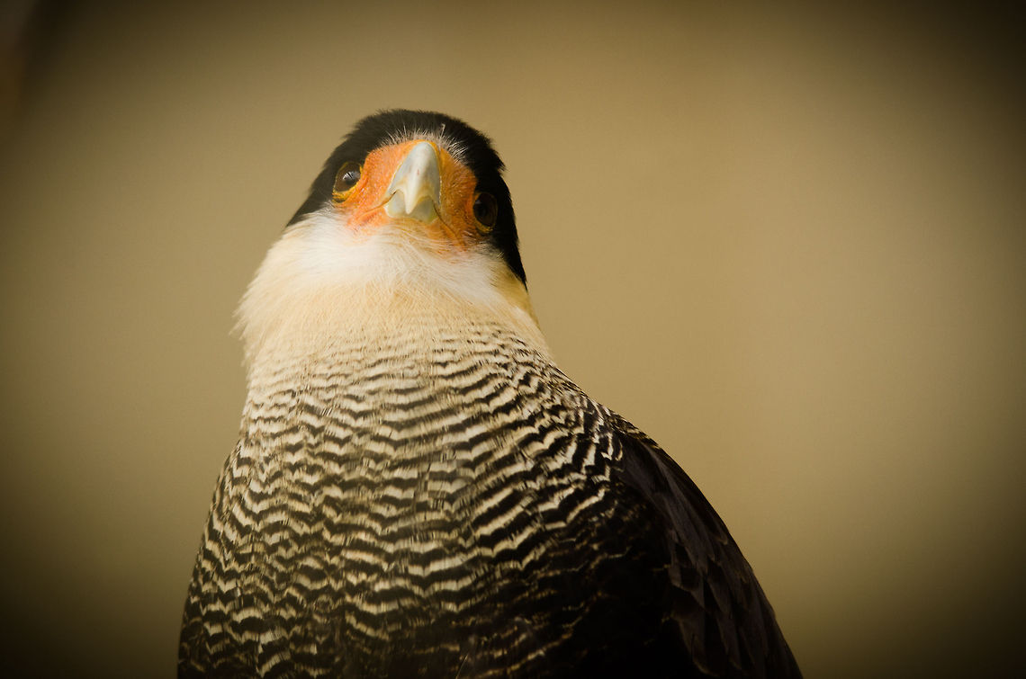Southern Crested Caracara portrait at Antwerp zoo - front  Antwerpen,Caracara plancus,Southern Crested Caracara