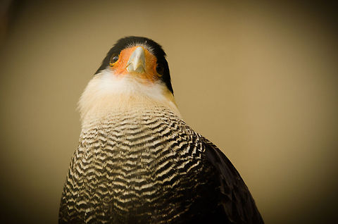 Southern Crested Caracara portrait at Antwerp zoo - front  Antwerpen,Caracara plancus,Southern Crested Caracara