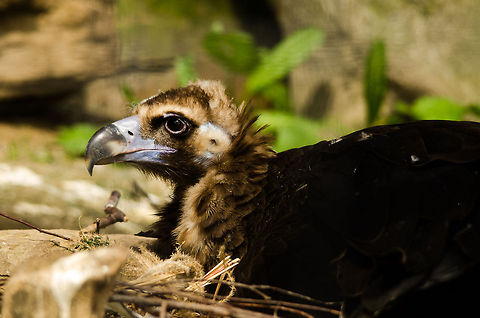 Black Vulture nesting at Antwerp Zoo  Aegypius monachus,Antwerpen,Cinereous Vulture