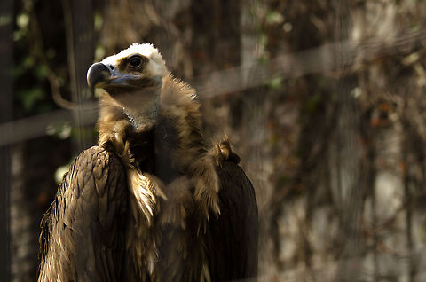 Male Black Vulture on guard at Antwerp zoo  Aegypius monachus,Antwerpen,Cinereous Vulture