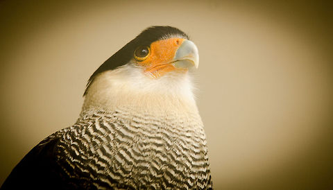 Southern Crested Caracara portrait at Antwerp zoo - side  Antwerpen,Caracara plancus,Southern Crested Caracara