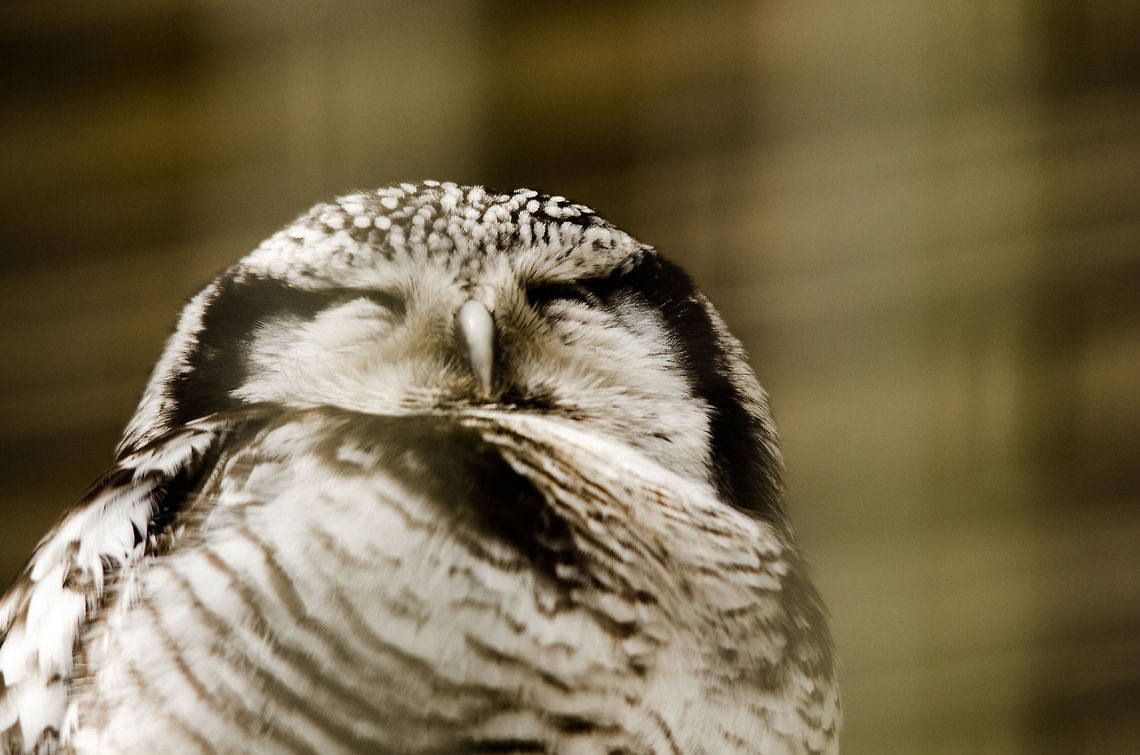 Northern Hawk-Owl at Antwerp zoo Not a very great photo, but hey, it&#039;s a specie introduction at least :) Antwerpen,Northern Hawk-Owl,Surnia ulula