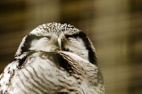 Northern Hawk-Owl at Antwerp zoo Not a very great photo, but hey, it's a specie introduction at least :) Antwerpen,Northern Hawk-Owl,Surnia ulula