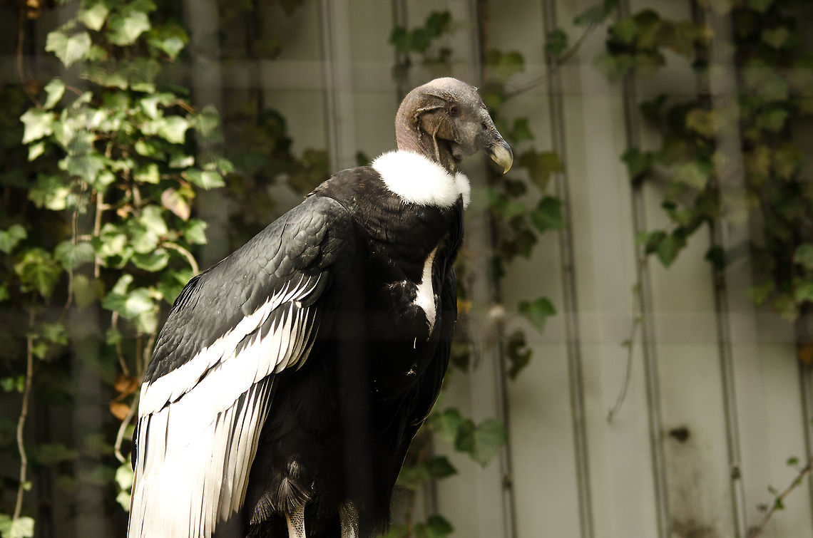 Andean Condor at Antwerp zoo By weight and wingspan this is the largest flying bird on the planet. The photo does not do justice to this fact. Upon approaching its cage, I froze to the ground. It took my brain some time to realize what it was looking at. This bird is truly huge and impressive to see in real life, if only I could see it fly. Andean Condor,Antwerpen,Vultur gryphus