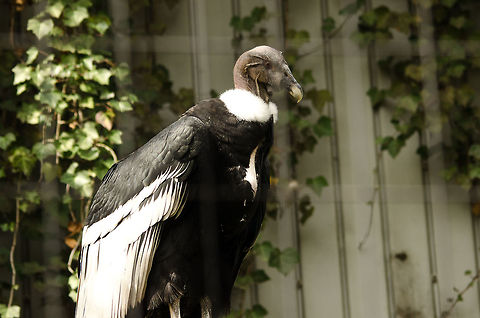 Andean Condor at Antwerp zoo By weight and wingspan this is the largest flying bird on the planet. The photo does not do justice to this fact. Upon approaching its cage, I froze to the ground. It took my brain some time to realize what it was looking at. This bird is truly huge and impressive to see in real life, if only I could see it fly. Andean Condor,Antwerpen,Vultur gryphus