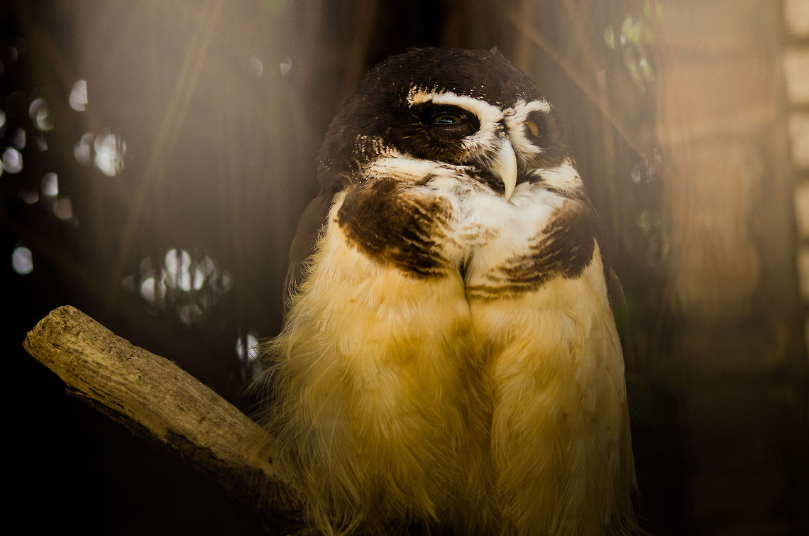 Spectacled Owl at Antwerp zoo  Antwerpen,Pulsatrix perspicillata,Spectacled Owl