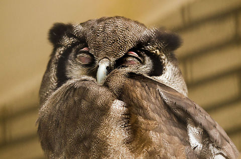 Verreauxs Eagle-Owl at Antwerp zoo Antwerpen,Bubo lacteus,Verreauxs Eagle-Owl