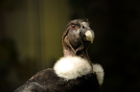 Andean Condor, King of Scavengers The largest flying bird alive, this truly huge vulture earns the title King (or Queen) of Scavengers. An interesting fact about vultures in general: as carnivores you might expect them to be equipped with proper bills/beaks to rip apart flesh. Ironically, their tools are rather weak, and require soft or rotten tissue to feed at all.  Andean Condor,Antwerpen,Vultur gryphus