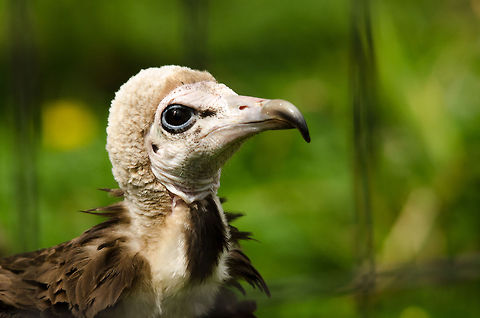 Hooded Vulture at Antwerp zoo Somehow their haircuts remind of old english men. Antwerpen,Hooded Vulture,Necrosyrtes monachus