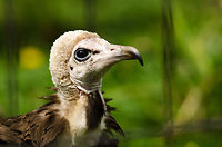 Hooded Vulture at Antwerp zoo Somehow their haircuts remind of old english men. Antwerpen,Hooded Vulture,Necrosyrtes monachus