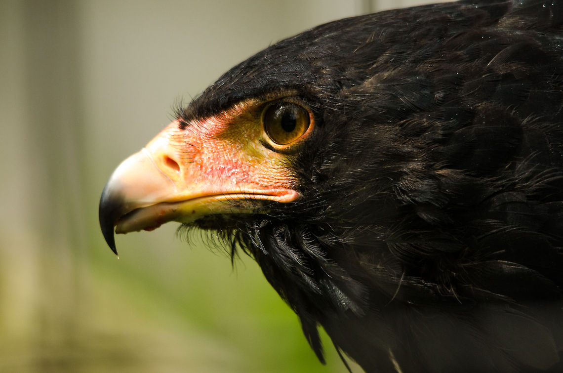 Bateleur Eagle portrait at Antwerp zoo  Antwerpen,Bateleur,Terathopius ecaudatus