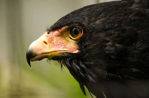 Bateleur Eagle portrait at Antwerp zoo  Antwerpen,Bateleur,Terathopius ecaudatus