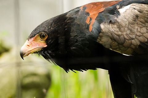 Bateleur Eagle in Antwerp zoo It's feeding time for this Bateleur Eagle in the Antwerp zoo. It is bending over a young chick which it has secured in its claws.

Quick post processing tip: this bird is behind bars and one of them was blocking the view as a blurred line on the photo. By making a rough paint selection in Lightroom, and increasing the contrast on it, it dissapeared mostly.  Antwerpen,Bateleur,Terathopius ecaudatus