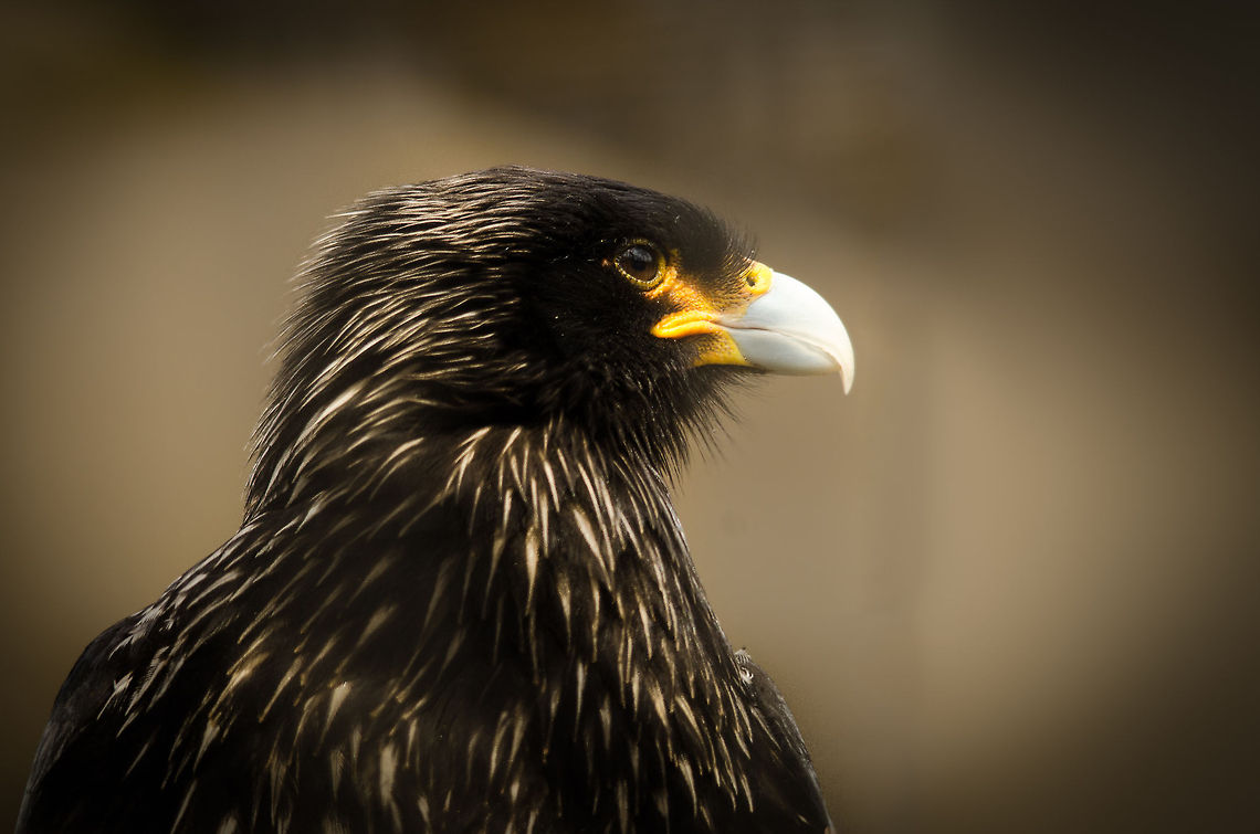 Striated Caracara in Antwerp Zoo I forgot to photograph the sign on this one, and can't seem to find a match online either. Antwerpen,Phalcoboenus australis,Striated Caracara
