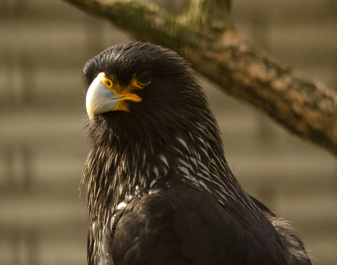 Striated Caracara in Antwerp Zoo I forgot to photograph the sign on this one, and can't seem to find a match online either. Antwerpen,Phalcoboenus australis,Striated Caracara