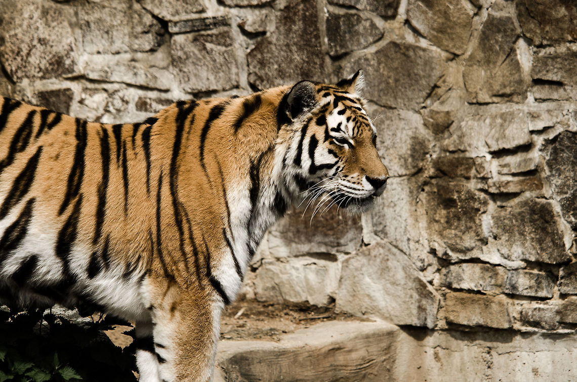 Siberian Tiger at Antwerp Zoo On its way to the stream to dink. Antwerpen,Panthera tigris altaica,Siberian tiger