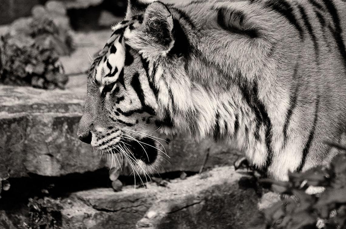 Siberian Tiger at Antwerp zoo (closeup)  Antwerpen,Panthera tigris altaica,Siberian tiger