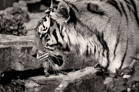 Siberian Tiger at Antwerp zoo (closeup)  Antwerpen,Panthera tigris altaica,Siberian tiger