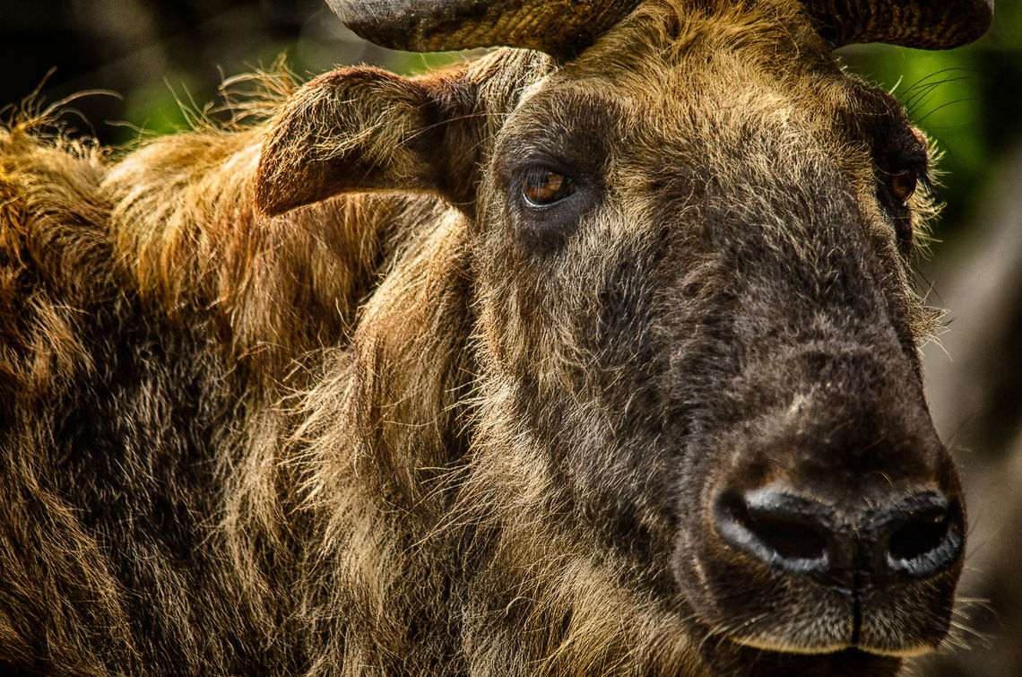 Mishmi takin closeup Takins are basically the largest goat-likes in the world. Antwerpen,Budorcas taxicolor taxicolor,Mishmi takin