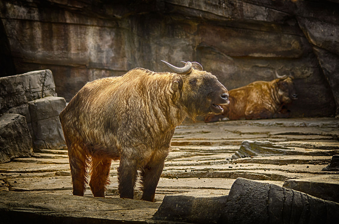 Mishmi Takins at Antwerp zoo  Antwerpen,Budorcas taxicolor taxicolor,Mishmi takin