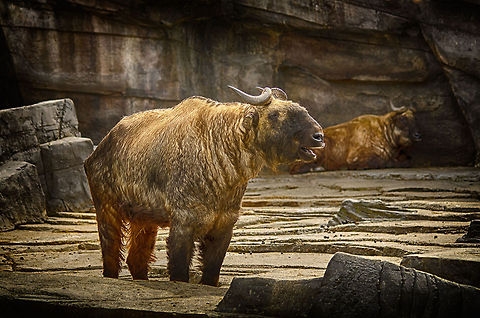 Mishmi Takins at Antwerp zoo  Antwerpen,Budorcas taxicolor taxicolor,Mishmi takin