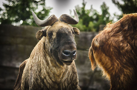 Not bad  Antwerpen,Budorcas taxicolor taxicolor,HDR,Mishmi takin
