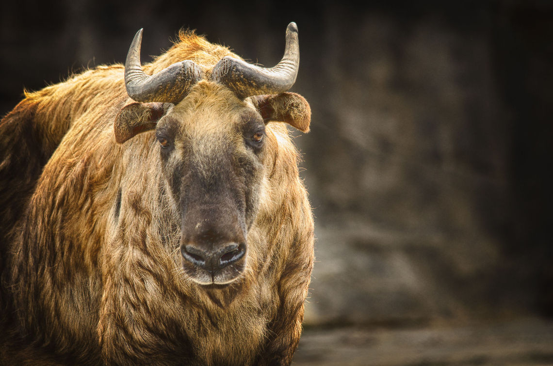 Mishmi takin at Antwerp zoo, front view  Antwerpen,Budorcas taxicolor taxicolor,HDR,Mishmi takin