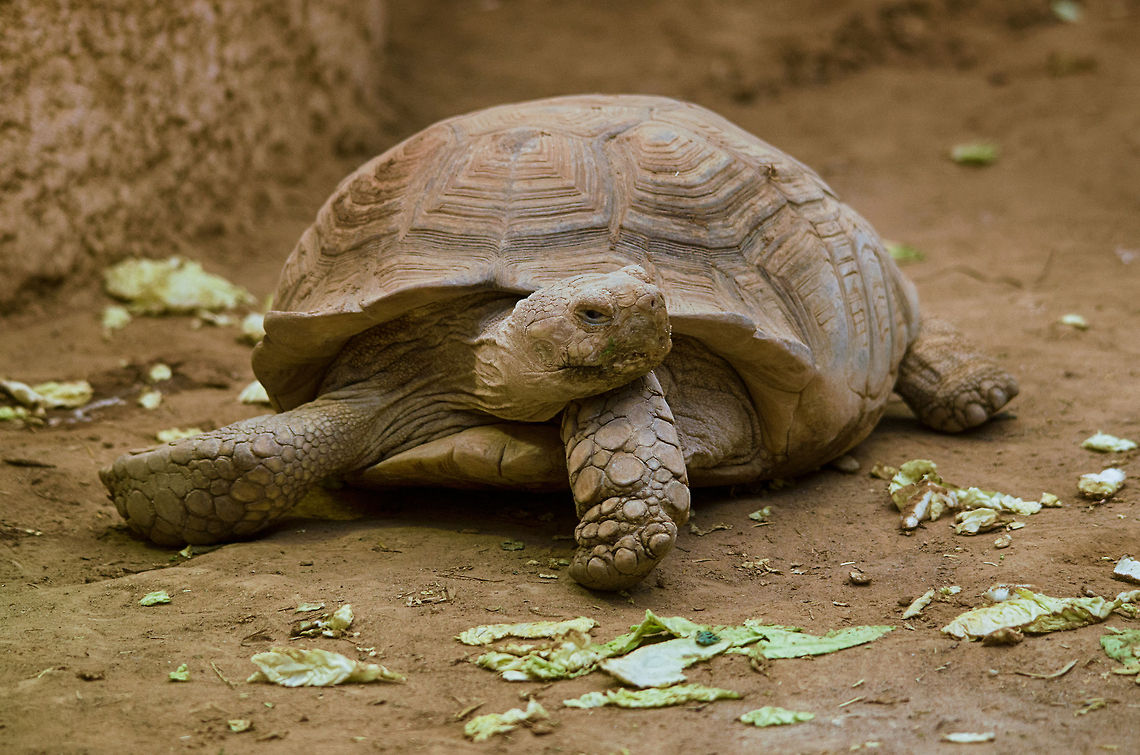 Leopard Tortoise youngster stretching  Antwerpen,Leopard tortoise,Stigmochelys pardalis