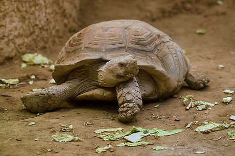 Leopard Tortoise youngster stretching  Antwerpen,Leopard tortoise,Stigmochelys pardalis