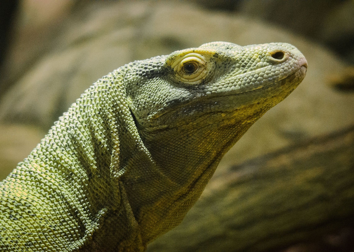 Komodo Dragon head closeup Whats strikes me most about their headis their human-like eyes. Antwerpen,Komodo dragon,Varanus komodoensis