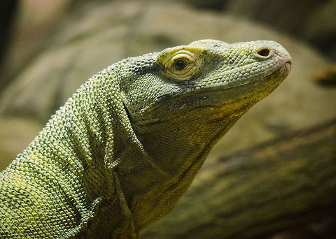 Komodo Dragon head closeup Whats strikes me most about their headis their human-like eyes. Antwerpen,Komodo dragon,Varanus komodoensis
