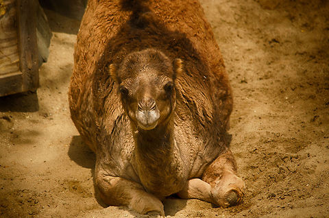 Young Dromedary camel at Antwerp zoo  Antwerpen,Camelus dromedarius,Dromedary camel