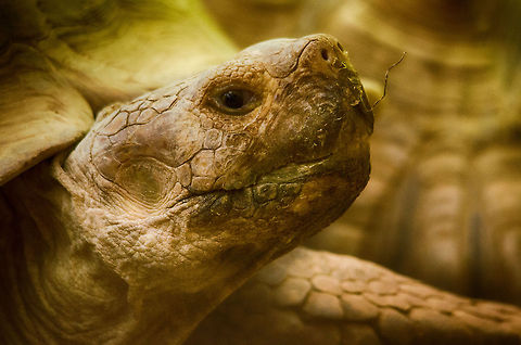 Leopard tortoise closeup  Antwerpen,Leopard tortoise,Stigmochelys pardalis