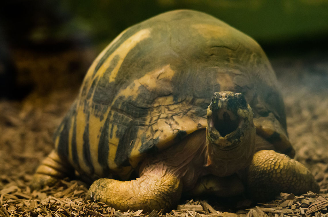 Radiated Tortoise in Antwerp zoo - full body shot According to Wikipedia considered to be one of the most beautiful tortoises, this Radiated Tortoise in the Antwerp zoo has found a place where it can safely spend its time on grazing. Unfortunately, this safety is much needed, as these species are under severe threat in the natural environment: Madagascar. Antwerpen,Astrochelys radiata,Radiated tortoise