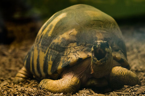 Radiated Tortoise in Antwerp zoo - full body shot According to Wikipedia considered to be one of the most beautiful tortoises, this Radiated Tortoise in the Antwerp zoo has found a place where it can safely spend its time on grazing. Unfortunately, this safety is much needed, as these species are under severe threat in the natural environment: Madagascar. Antwerpen,Astrochelys radiata,Radiated tortoise