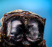 Macracantha arcuata, head, Heesch, Netherlands Old low quality specimen, sorry.<br />
<br />
This is a 7:1 macro of the head of a female Macracantha arcuata, which are known for their lengthy spiny horns on the abdomen. Besides that, there's the pretty face as seen above.<br />
<br />
The massive jaw-like structures are the chelicerae, consisting of a base and in the bottom the fangs. There are different types of chelicerae depending on species, apparently this one is called a "jackknife".<br />
https://www.jungledragon.com/image/109724/macracantha_arcuata_head_2_heesch_netherlands.html<br />
https://www.jungledragon.com/image/109725/macracantha_arcuata_head_3_heesch_netherlands.html<br />
<br />
Note the strategically placed eyes on the side of the head.<br />
https://www.jungledragon.com/image/109679/macracantha_arcuata_hornes_heesch_netherlands.html Extreme Macro,Extreme Macro Portraits,Macracantha arcuata