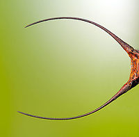 Macracantha arcuata, horns, Heesch, Netherlands Old purchased specimen.<br />
<br />
The famous "horns" found only on females of Macracantha arcuata. This is a 2:1 macro.<br />
https://www.jungledragon.com/image/109678/macracantha_arcuata_head_heesch_netherlands.html Extreme Macro,Long-horned Orbweaver,Macracantha arcuata