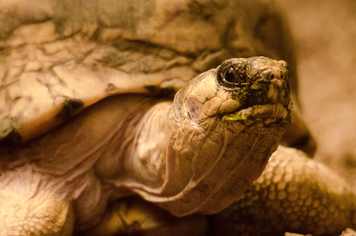 Radiated Tortoise at Antwerp zoo - head stare A closeup of a Radiated Tortoise in the Antwerp zoo who looks as if she was disturbed during a meal. An easy thing to do given that spend all day eating.  Antwerpen,Astrochelys radiata,Radiated tortoise