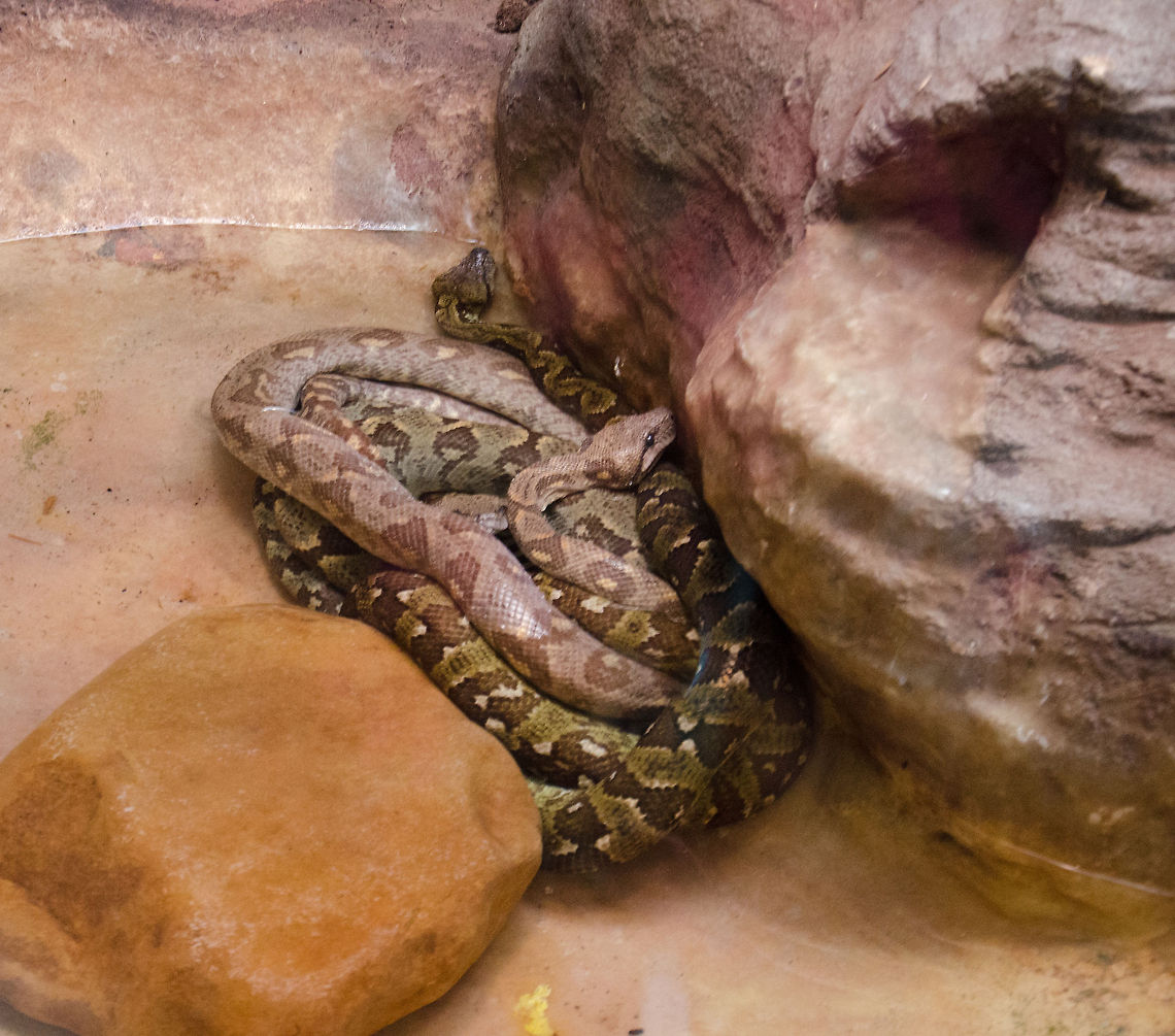 Madagascar Tree Boa in Antwerp zoo This Madagascar Tree boa redefines being curled up. This one to me seems like it is at the upper side of their maximum length of 6 to 7 feet. Antwerpen,Boa manditra,Madagascar tree boa,Malagasy tree boa,Sanzinia madagascariensis