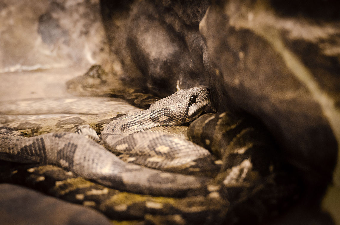 Madagascar Tree Boa closeup Captured in the Antwerp zoo. Antwerpen,Boa manditra,Madagascar tree boa,Malagasy tree boa,Sanzinia madagascariensis