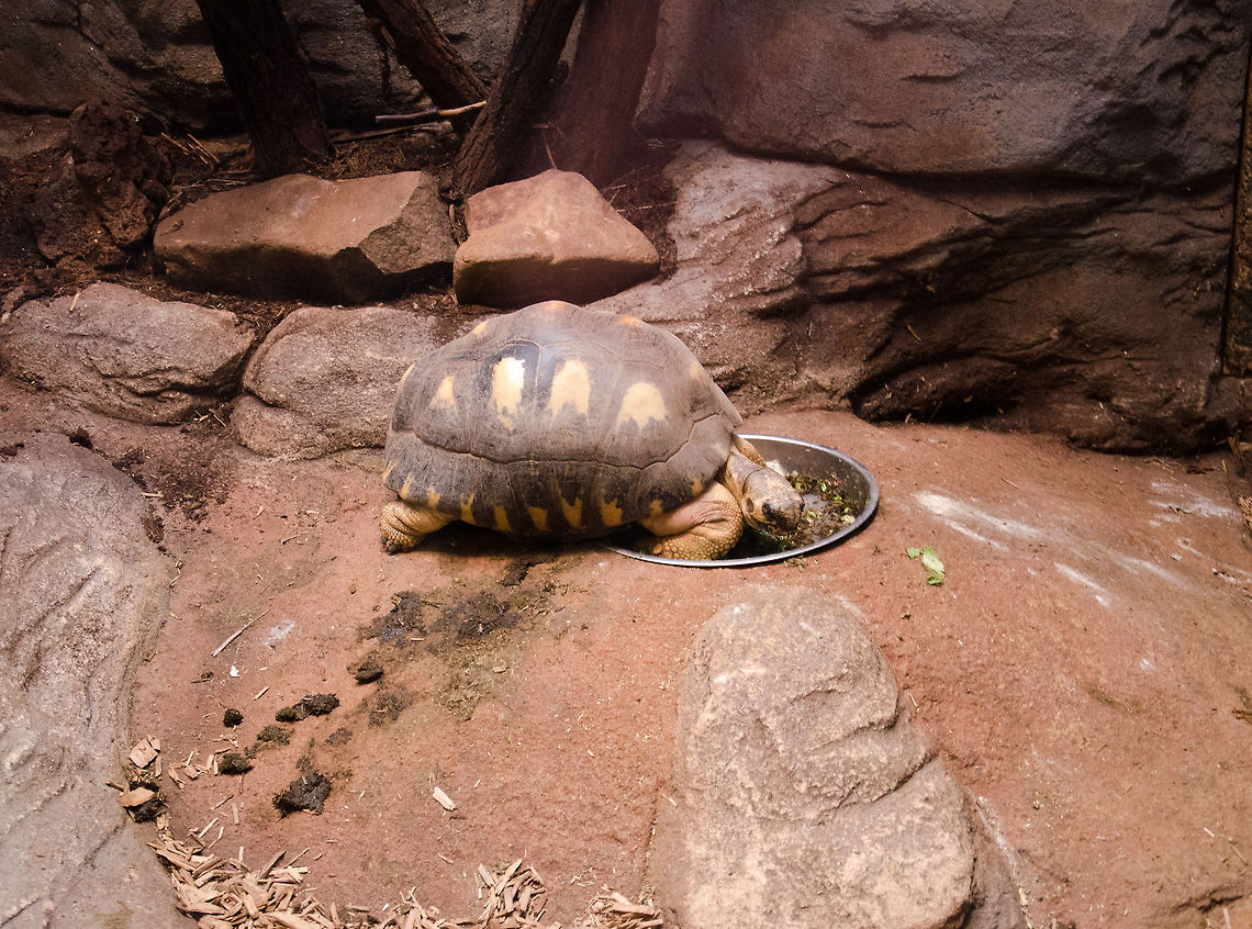 Greedy Radiated Tortoise This one is mine...find your own. Antwerpen,Astrochelys radiata,Radiated tortoise