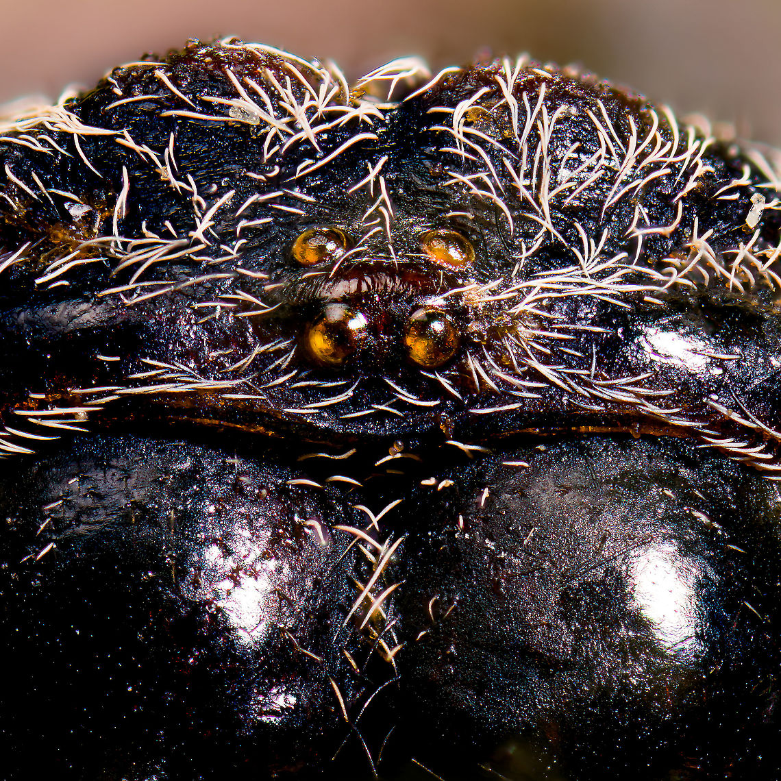 Macracantha arcuata, head 2, Heesch, Netherlands Old low quality specimen, sorry.<br />
<br />
This is a 7:1 macro (+crop) of the head of a female Macracantha arcuata, which are known for their lengthy spiny horns on the abdomen. Besides that, there&#039;s the pretty face as seen above.<br />
<br />
The massive jaw-like structures are the chelicerae, consisting of a base and in the bottom the fangs. There are different types of chelicerae depending on species, apparently this one is called a &quot;jackknife&quot;.<br />
<figure class="photo"><a href="https://www.jungledragon.com/image/109678/macracantha_arcuata_head_heesch_netherlands.html" title="Macracantha arcuata, head, Heesch, Netherlands"><img src="https://s3.amazonaws.com/media.jungledragon.com/images/2/109678_thumb.jpg?AWSAccessKeyId=05GMT0V3GWVNE7GGM1R2&Expires=1767225610&Signature=VfhhhrggayivpqhNQAANhU9wGKY%3D" width="200" height="182" alt="Macracantha arcuata, head, Heesch, Netherlands Old low quality specimen, sorry.<br />
<br />
This is a 7:1 macro of the head of a female Macracantha arcuata, which are known for their lengthy spiny horns on the abdomen. Besides that, there&#039;s the pretty face as seen above.<br />
<br />
The massive jaw-like structures are the chelicerae, consisting of a base and in the bottom the fangs. There are different types of chelicerae depending on species, apparently this one is called a &quot;jackknife&quot;.<br />
https://www.jungledragon.com/image/109724/macracantha_arcuata_head_2_heesch_netherlands.html<br />
https://www.jungledragon.com/image/109725/macracantha_arcuata_head_3_heesch_netherlands.html<br />
<br />
Note the strategically placed eyes on the side of the head.<br />
https://www.jungledragon.com/image/109679/macracantha_arcuata_hornes_heesch_netherlands.html Extreme Macro,Extreme Macro Portraits,Macracantha arcuata" /></a></figure><br />
<figure class="photo"><a href="https://www.jungledragon.com/image/109725/macracantha_arcuata_head_3_heesch_netherlands.html" title="Macracantha arcuata, head 3, Heesch, Netherlands"><img src="https://s3.amazonaws.com/media.jungledragon.com/images/2/109725_thumb.jpg?AWSAccessKeyId=05GMT0V3GWVNE7GGM1R2&Expires=1767225610&Signature=4YmFwMRjnmGGxvsxN0r4WAjdpsY%3D" width="200" height="186" alt="Macracantha arcuata, head 3, Heesch, Netherlands Old low quality specimen, sorry.<br />
<br />
This is a 7:1 macro (+crop) of the head of a female Macracantha arcuata, which are known for their lengthy spiny horns on the abdomen. Besides that, there&#039;s the pretty face as seen above.<br />
<br />
The massive jaw-like structures are the chelicerae, consisting of a base and in the bottom the fangs. There are different types of chelicerae depending on species, apparently this one is called a &quot;jackknife&quot;.<br />
https://www.jungledragon.com/image/109678/macracantha_arcuata_head_heesch_netherlands.html<br />
https://www.jungledragon.com/image/109679/macracantha_arcuata_horns_heesch_netherlands.html Extreme Macro,Long-horned Orbweaver,Macracantha arcuata" /></a></figure><br />
<figure class="photo"><a href="https://www.jungledragon.com/image/109679/macracantha_arcuata_horns_heesch_netherlands.html" title="Macracantha arcuata, horns, Heesch, Netherlands"><img src="https://s3.amazonaws.com/media.jungledragon.com/images/2/109679_thumb.jpg?AWSAccessKeyId=05GMT0V3GWVNE7GGM1R2&Expires=1767225610&Signature=wbeJf%2FjD02%2FY0woLrt8VGa2LYQQ%3D" width="200" height="198" alt="Macracantha arcuata, horns, Heesch, Netherlands Old purchased specimen.<br />
<br />
The famous &quot;horns&quot; found only on females of Macracantha arcuata. This is a 2:1 macro.<br />
https://www.jungledragon.com/image/109678/macracantha_arcuata_head_heesch_netherlands.html Extreme Macro,Long-horned Orbweaver,Macracantha arcuata" /></a></figure> Extreme Macro,Long-horned Orbweaver,Macracantha arcuata