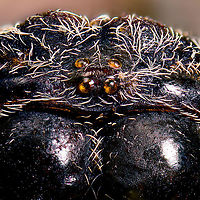 Macracantha arcuata, head 2, Heesch, Netherlands Old low quality specimen, sorry.<br />
<br />
This is a 7:1 macro (+crop) of the head of a female Macracantha arcuata, which are known for their lengthy spiny horns on the abdomen. Besides that, there's the pretty face as seen above.<br />
<br />
The massive jaw-like structures are the chelicerae, consisting of a base and in the bottom the fangs. There are different types of chelicerae depending on species, apparently this one is called a "jackknife".<br />
https://www.jungledragon.com/image/109678/macracantha_arcuata_head_heesch_netherlands.html<br />
https://www.jungledragon.com/image/109725/macracantha_arcuata_head_3_heesch_netherlands.html<br />
https://www.jungledragon.com/image/109679/macracantha_arcuata_horns_heesch_netherlands.html Extreme Macro,Long-horned Orbweaver,Macracantha arcuata
