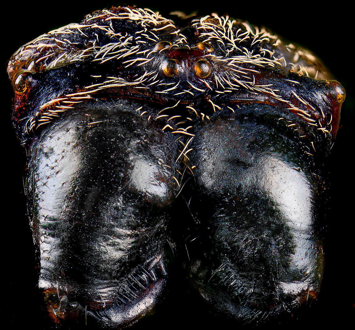 Macracantha arcuata, head 3, Heesch, Netherlands Old low quality specimen, sorry.<br />
<br />
This is a 7:1 macro (+crop) of the head of a female Macracantha arcuata, which are known for their lengthy spiny horns on the abdomen. Besides that, there's the pretty face as seen above.<br />
<br />
The massive jaw-like structures are the chelicerae, consisting of a base and in the bottom the fangs. There are different types of chelicerae depending on species, apparently this one is called a "jackknife".<br />
<figure class="photo"><a href="https://www.jungledragon.com/image/109678/macracantha_arcuata_head_heesch_netherlands.html" title="Macracantha arcuata, head, Heesch, Netherlands"><img src="https://s3.amazonaws.com/media.jungledragon.com/images/2/109678_thumb.jpg?AWSAccessKeyId=05GMT0V3GWVNE7GGM1R2&Expires=1763596810&Signature=GKdF5RIpzhDfQr66MkhFlVw5gFg%3D" width="200" height="182" alt="Macracantha arcuata, head, Heesch, Netherlands Old low quality specimen, sorry.<br />
<br />
This is a 7:1 macro of the head of a female Macracantha arcuata, which are known for their lengthy spiny horns on the abdomen. Besides that, there's the pretty face as seen above.<br />
<br />
The massive jaw-like structures are the chelicerae, consisting of a base and in the bottom the fangs. There are different types of chelicerae depending on species, apparently this one is called a "jackknife".<br />
https://www.jungledragon.com/image/109724/macracantha_arcuata_head_2_heesch_netherlands.html<br />
https://www.jungledragon.com/image/109725/macracantha_arcuata_head_3_heesch_netherlands.html<br />
<br />
Note the strategically placed eyes on the side of the head.<br />
https://www.jungledragon.com/image/109679/macracantha_arcuata_hornes_heesch_netherlands.html Extreme Macro,Extreme Macro Portraits,Macracantha arcuata" /></a></figure><br />
<figure class="photo"><a href="https://www.jungledragon.com/image/109679/macracantha_arcuata_horns_heesch_netherlands.html" title="Macracantha arcuata, horns, Heesch, Netherlands"><img src="https://s3.amazonaws.com/media.jungledragon.com/images/2/109679_thumb.jpg?AWSAccessKeyId=05GMT0V3GWVNE7GGM1R2&Expires=1763596810&Signature=RQXdpp2EH2WhKBywm6eXKSWP8os%3D" width="200" height="198" alt="Macracantha arcuata, horns, Heesch, Netherlands Old purchased specimen.<br />
<br />
The famous "horns" found only on females of Macracantha arcuata. This is a 2:1 macro.<br />
https://www.jungledragon.com/image/109678/macracantha_arcuata_head_heesch_netherlands.html Extreme Macro,Long-horned Orbweaver,Macracantha arcuata" /></a></figure> Extreme Macro,Long-horned Orbweaver,Macracantha arcuata