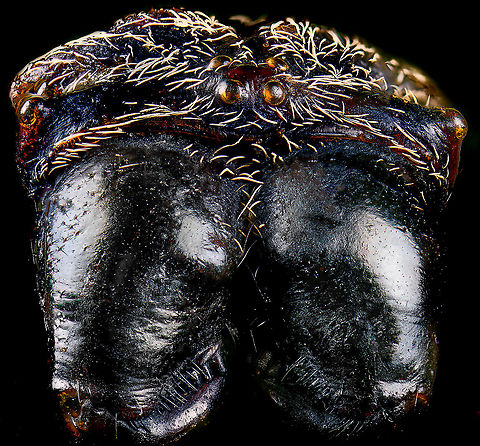 Macracantha arcuata, head 3, Heesch, Netherlands Old low quality specimen, sorry.

This is a 7:1 macro (+crop) of the head of a female Macracantha arcuata, which are known for their lengthy spiny horns on the abdomen. Besides that, there's the pretty face as seen above.

The massive jaw-like structures are the chelicerae, consisting of a base and in the bottom the fangs. There are different types of chelicerae depending on species, apparently this one is called a "jackknife".
https://www.jungledragon.com/image/109678/macracantha_arcuata_head_heesch_netherlands.html
https://www.jungledragon.com/image/109679/macracantha_arcuata_horns_heesch_netherlands.html Extreme Macro,Long-horned Orbweaver,Macracantha arcuata