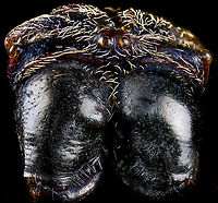 Macracantha arcuata, head 3, Heesch, Netherlands Old low quality specimen, sorry.<br />
<br />
This is a 7:1 macro (+crop) of the head of a female Macracantha arcuata, which are known for their lengthy spiny horns on the abdomen. Besides that, there's the pretty face as seen above.<br />
<br />
The massive jaw-like structures are the chelicerae, consisting of a base and in the bottom the fangs. There are different types of chelicerae depending on species, apparently this one is called a "jackknife".<br />
https://www.jungledragon.com/image/109678/macracantha_arcuata_head_heesch_netherlands.html<br />
https://www.jungledragon.com/image/109679/macracantha_arcuata_horns_heesch_netherlands.html Extreme Macro,Long-horned Orbweaver,Macracantha arcuata