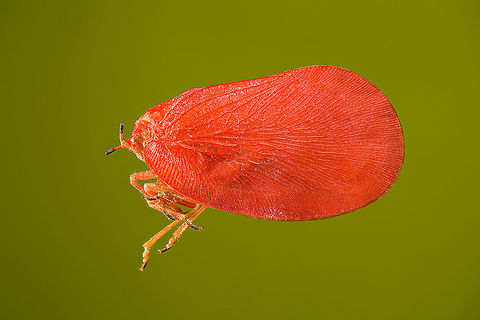 Phromnia rosea - adult Specimen, but the first adult of the species.

I've seen the nymph of this species in the wild a few times, but never the adult. Interestingly, it seems in both life stages they group together to mimic a flower blossom.
https://www.jungledragon.com/image/109729/phromnia_rosea_-_adult_head.html Extreme Macro,Madagascan Flatid Leaf-Bug,Phromnia rosea