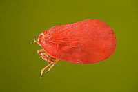 Phromnia rosea - adult Specimen, but the first adult of the species.<br />
<br />
I've seen the nymph of this species in the wild a few times, but never the adult. Interestingly, it seems in both life stages they group together to mimic a flower blossom.<br />
https://www.jungledragon.com/image/109729/phromnia_rosea_-_adult_head.html Extreme Macro,Madagascan Flatid Leaf-Bug,Phromnia rosea